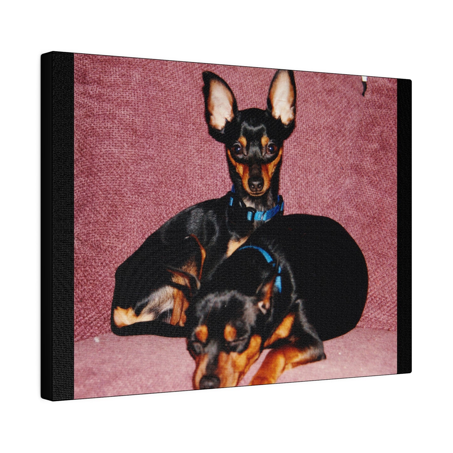 Mini Pinscher Custom Order| Black Stretched Canvas