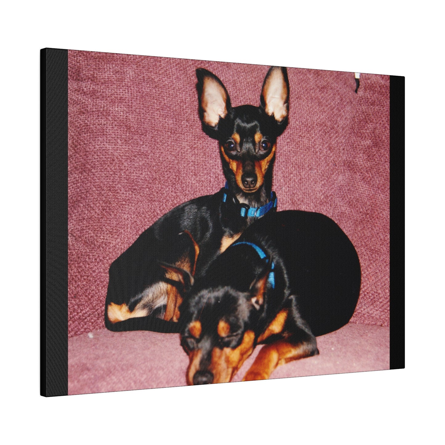 Mini Pinscher Custom Order| Black Stretched Canvas