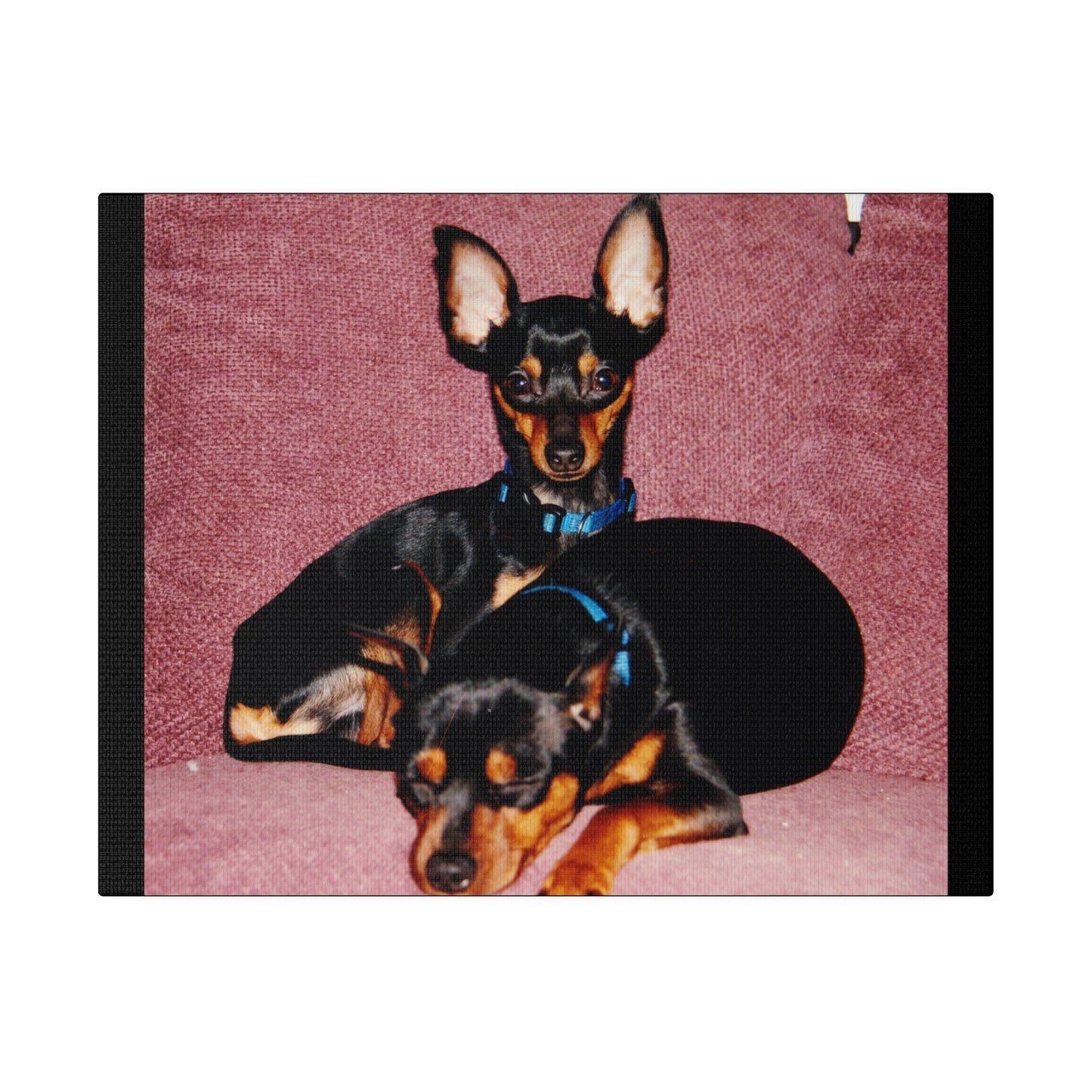 Mini Pinscher Custom Order| Black Stretched Canvas