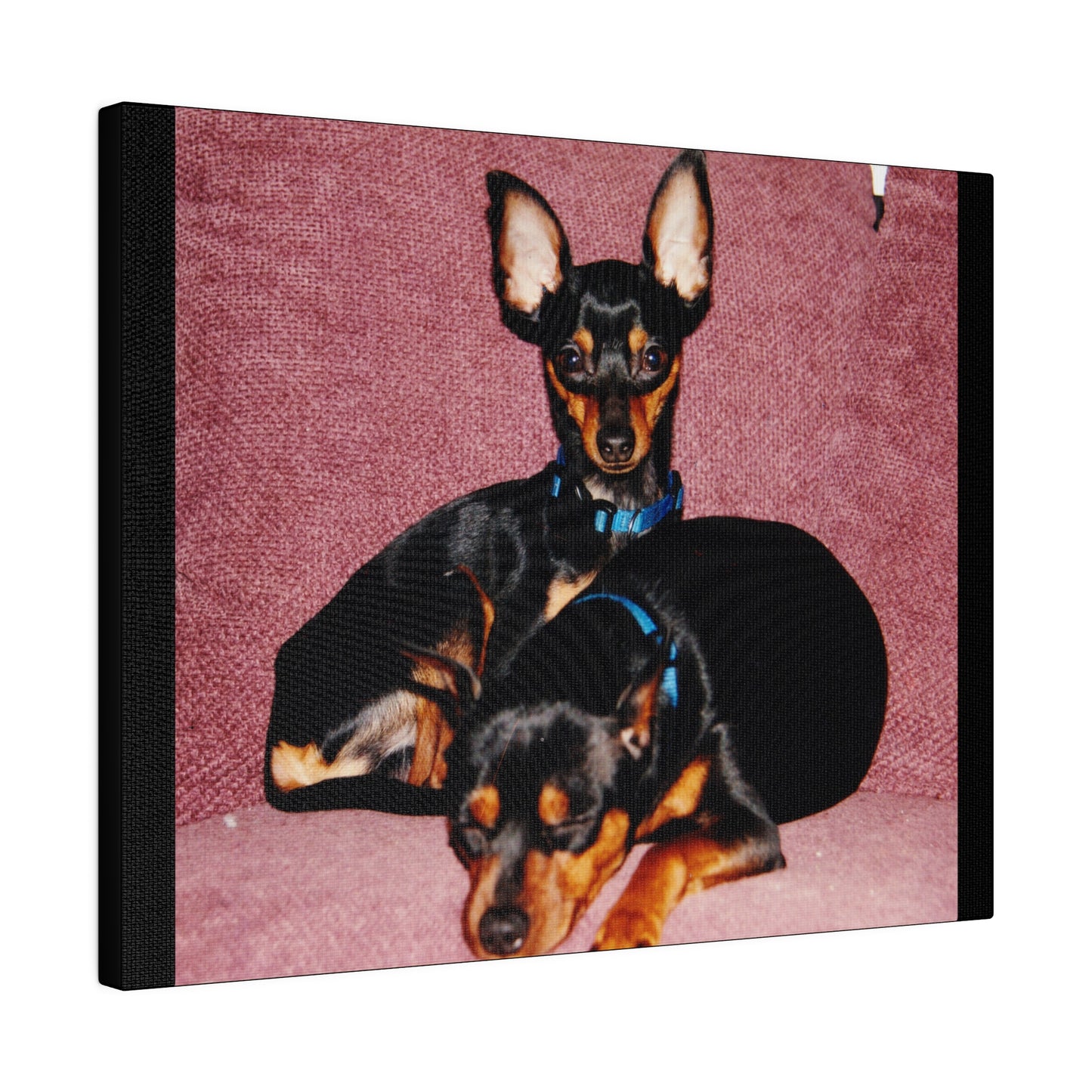 Mini Pinscher Custom Order| Black Stretched Canvas