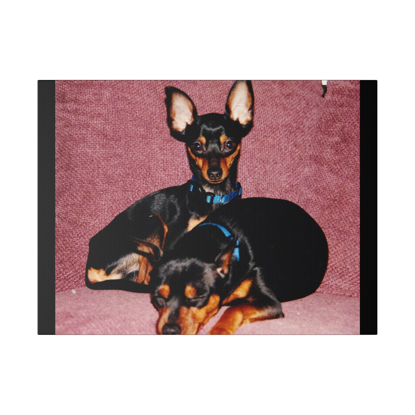 Mini Pinscher Custom Order| Black Stretched Canvas