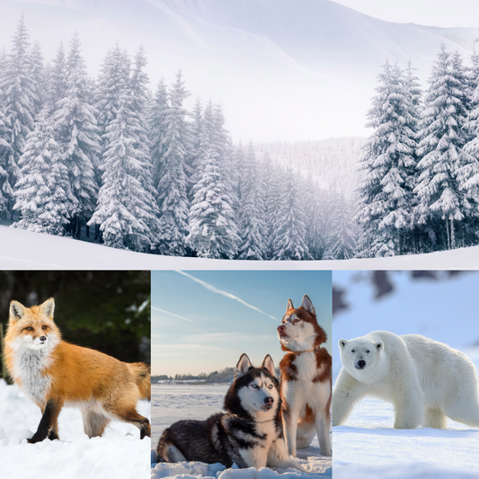 Why Does the Imagery of Wildlife Feel So Meaningful During the Snowy Season?